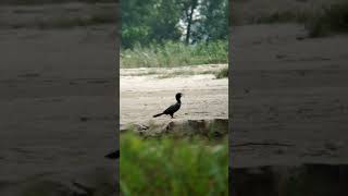 Adcom 8x telephoto lens amp Bird 🕊️ videography trending youtubeshorts photography viralvideo [upl. by Hillyer]