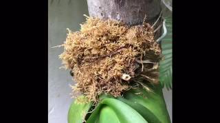 Video 5 How to Water Orchids on a Tree [upl. by Ahsikahs]