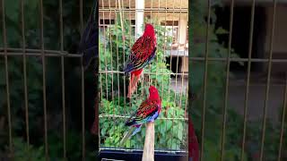 Rosella parrot colourful [upl. by Ahsyekal]