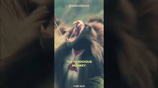 GELADA BABOONBLEEDING HEART MONKEY monkey wildlife animalfacts [upl. by Bedad]