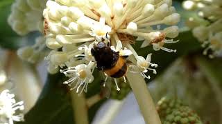 Giant Hoverfly Visits Japanese Aralia Flowers for Nectar and Pollen 240fps [upl. by Eikcin534]