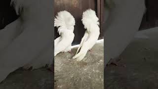 Jacobin pigeon high qualityshortvideo [upl. by Annnora]