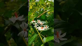 Parijatam flowers story 🕉️🙏 parijatham flowers [upl. by Jeunesse]