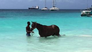 Barbados Race Horse Training [upl. by Llirret46]