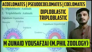 Diploblastic  Triploblastic  Acoelomates  Pseudocoelomates  Coelomates kingdomofbiology777 [upl. by Edniya583]