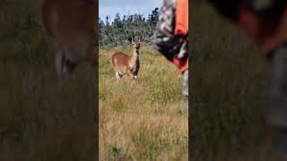 Great technique for spot and stalk deer on Anticosti Island hunting [upl. by Washington]