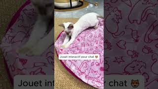 Jouet interactif pour nos chats [upl. by Carter]