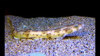 スモールスポッテッドキャットシャーク Lesser spotted dogfish Scyliorhinus canicula [upl. by Maridel172]