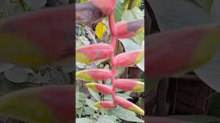 Heliconia rostratakela phuleकेला फूल [upl. by Neelik]