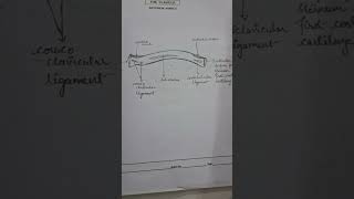 Clavicle bone diagram sciencemedicalbiology chemistry drawing anatomy biology [upl. by Budd197]