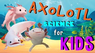 Axolotl  Science for Kids [upl. by Ainyt]