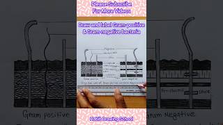 Bacterial Cell Wall Diagram shorts microbiology bacteria [upl. by Nylorac128]