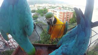 Pichones Guacamayos azules y amarillos Espectáculo de colores en el bebedero Aves en mi balcón [upl. by Carmena284]