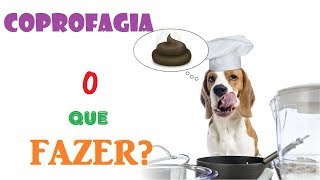 Coprofagia meu cão come as fezes o que fazer  Veterinária explica [upl. by Adnohryt639]