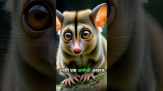 Bushbaby 2FactFiles in Hindi Hindi facts trending viral [upl. by Rizika572]