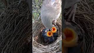 Wild babbler bird babies P 4 shortvideo viralvideo [upl. by Enytnoel]