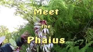 Meet the Phaius [upl. by Nellek]