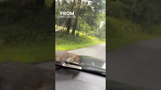 Rat’s Epic Road Trip Brooklyn to Upstate NY shortvideo shorts [upl. by Llezo]