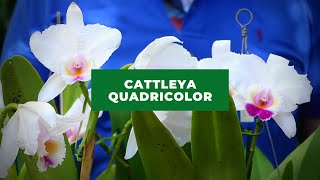 Cattleya Quadricolor [upl. by Yema]