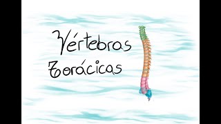 Anatomía de las vértebras torácicas [upl. by Yaral]