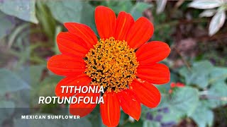 Tithonia Rotundifolia  Easy tips on seed propagation of this beautiful Mexican Sunflower [upl. by Ahsimin]