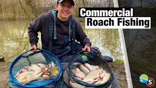 Commercial Roach Fishing  The Oaks Willows Lake [upl. by Fang]