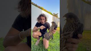 Sauvetage d’un faucon  Il m’a bien eu 😰🦅 [upl. by Nerot]