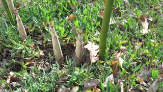 Time Lapse Bamboo Growing [upl. by Eirrehc]