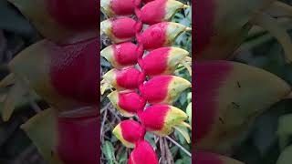 Floracion de heliconia Rostrata [upl. by Brianna]