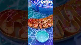 cell organelles and their functions  biology facts trendingshorts youtubeshorts [upl. by Avrenim]