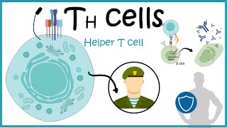 Helper T cells  Th cell development differentiation and function [upl. by Duma]