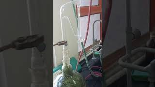 Lemongrass Oil Extraction using clevenger apparatus [upl. by Ahsilat]