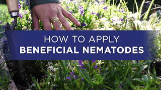 How to Apply Beneficial Nematodes from Organic Control [upl. by Laira]