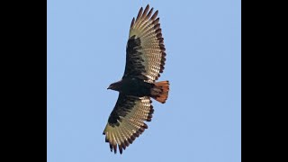 The Augur Buzzard Hunting Techniques Birdwatching In Kenya [upl. by Patsis]