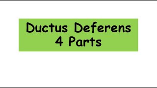 Ductus Deferens 4 parts anatomy biology reproduction [upl. by Eiramesor]