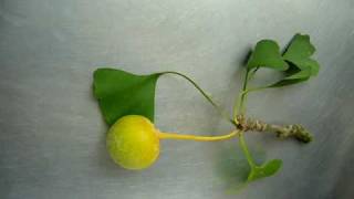 Ginkgo biloba seed [upl. by Anifled]