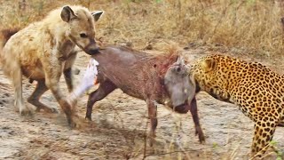 Leopard and Hyena Break Warthog Apart While Still Alive [upl. by Mauchi]