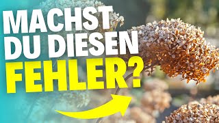 Verblühte Hortensien Dieser Fehler kann alles ruinieren [upl. by Siroval]