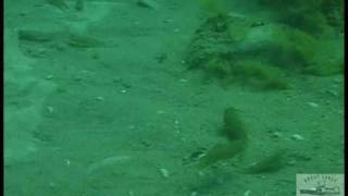 Round Gobies in Lake Michigan [upl. by Eileme]