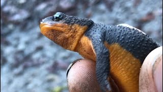 The RoughSkinned Newt Taricha Granulosa [upl. by Hawker857]