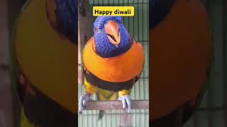 Happy diwali🪔parrotpetsbirdsbudgieslorikeetsviralshorttrendingshortssunconurebirdtrending [upl. by Nomis681]