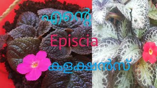 Episcia plant collection plant video malayalam channel Plants with vlogs plantswithvlogs [upl. by Sheilah]