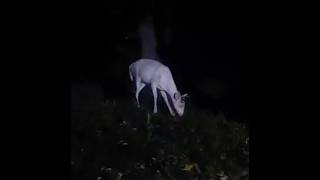 All White Four Point Deer Grazing On The Hill friendlyraccoon [upl. by Ayalahs233]