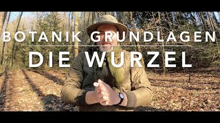 Die Wurzel  Grundwissen Botanik [upl. by Drareg]