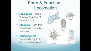 Subphylum Sarcodina  Types of Pseudopodia [upl. by Perle982]