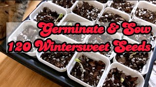 Germinate and Sow 120 Wintersweet Seeds w Updates [upl. by Firestone]