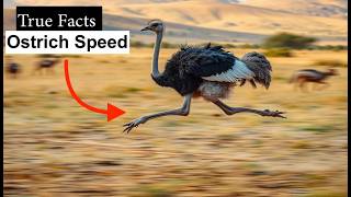 Fastest Bird on EARTH  Ostrich Speed Revealed  Faster Than You Think [upl. by Questa]