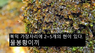 물봉황이끼 Fissidens geppii Fleisch [upl. by Eyllib]