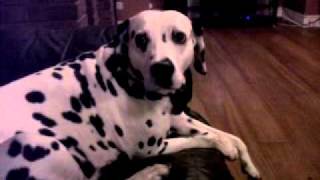 Zena The Dalmatian Singing To Coronation Street [upl. by Abih]