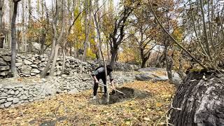 Giving My Walnut Tree a New Home 🌳 homestead farming mountains food nature [upl. by Ahrat442]